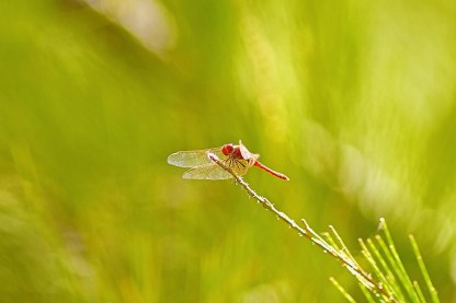 dragonfly